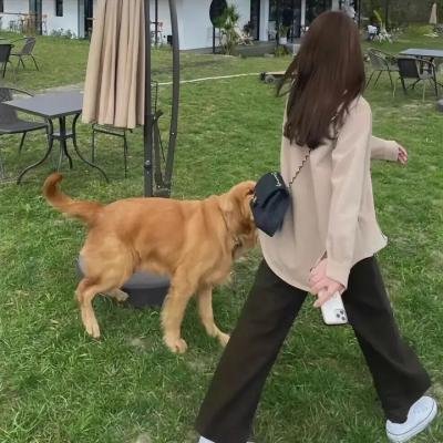 恐龙物语: 回到未来